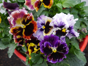 Pansy - Frilled